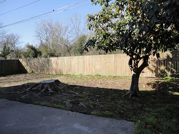 Before Stumping And Removing The Tree — Kenner, LA — All Seasons Tree Service