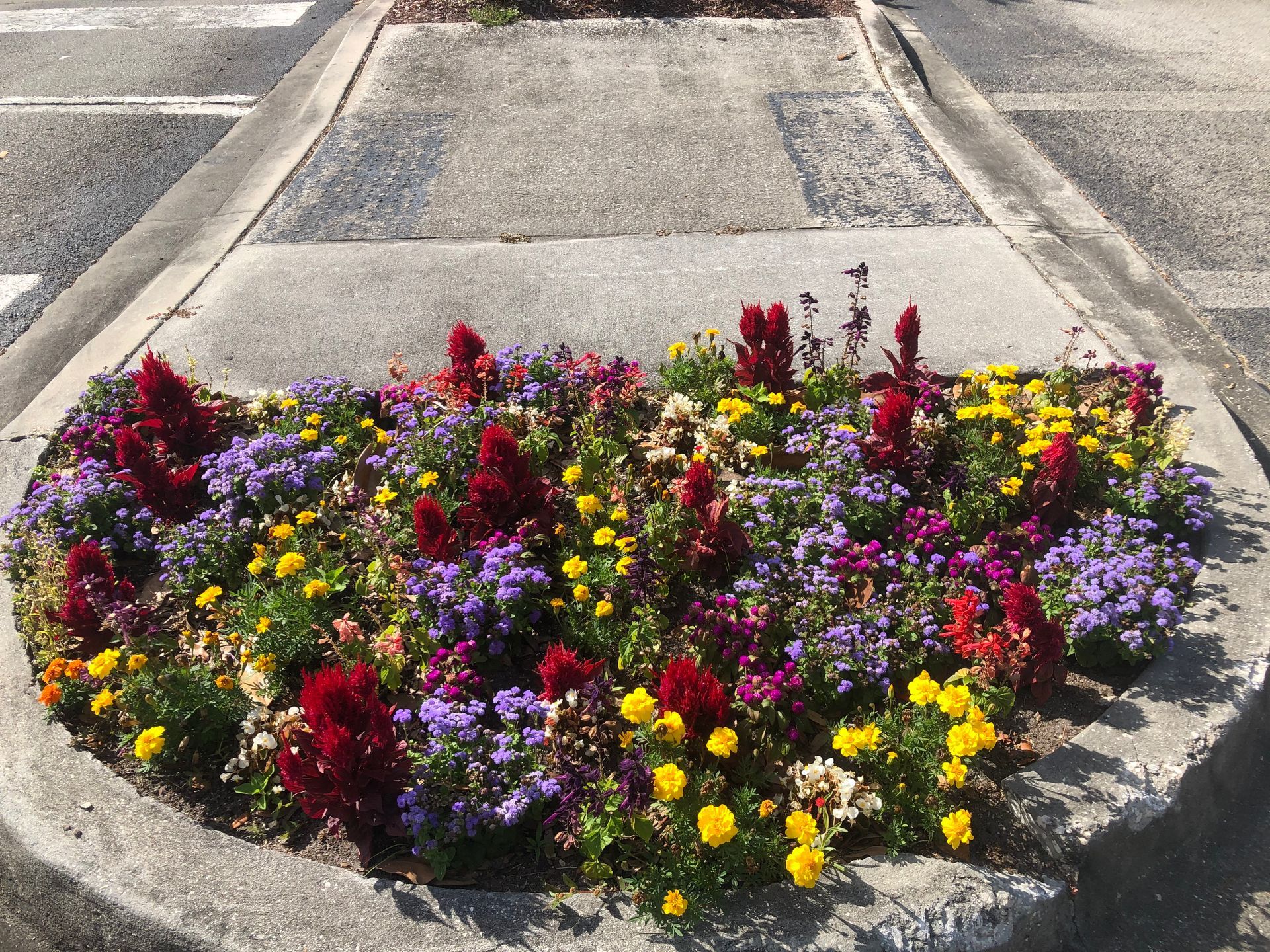 A flower bed with purple and yellow flowers on a sidewalk