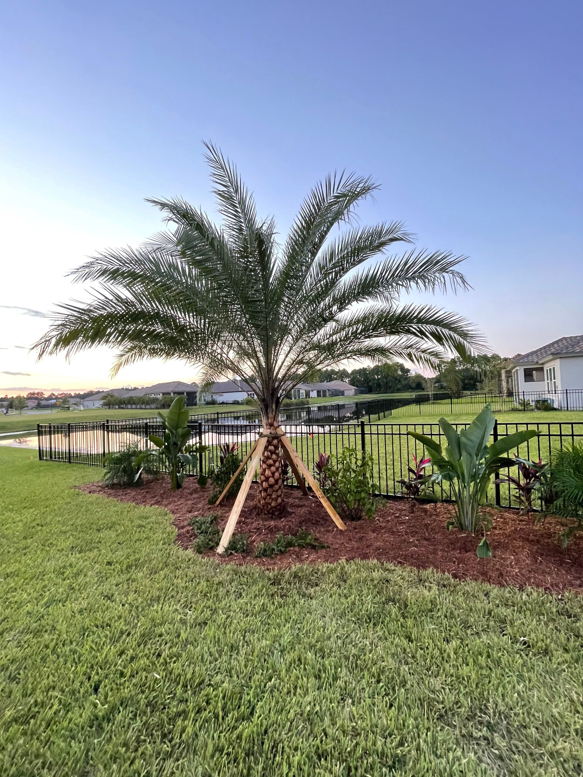 A palm tree is sitting in the middle of a lush green lawn.