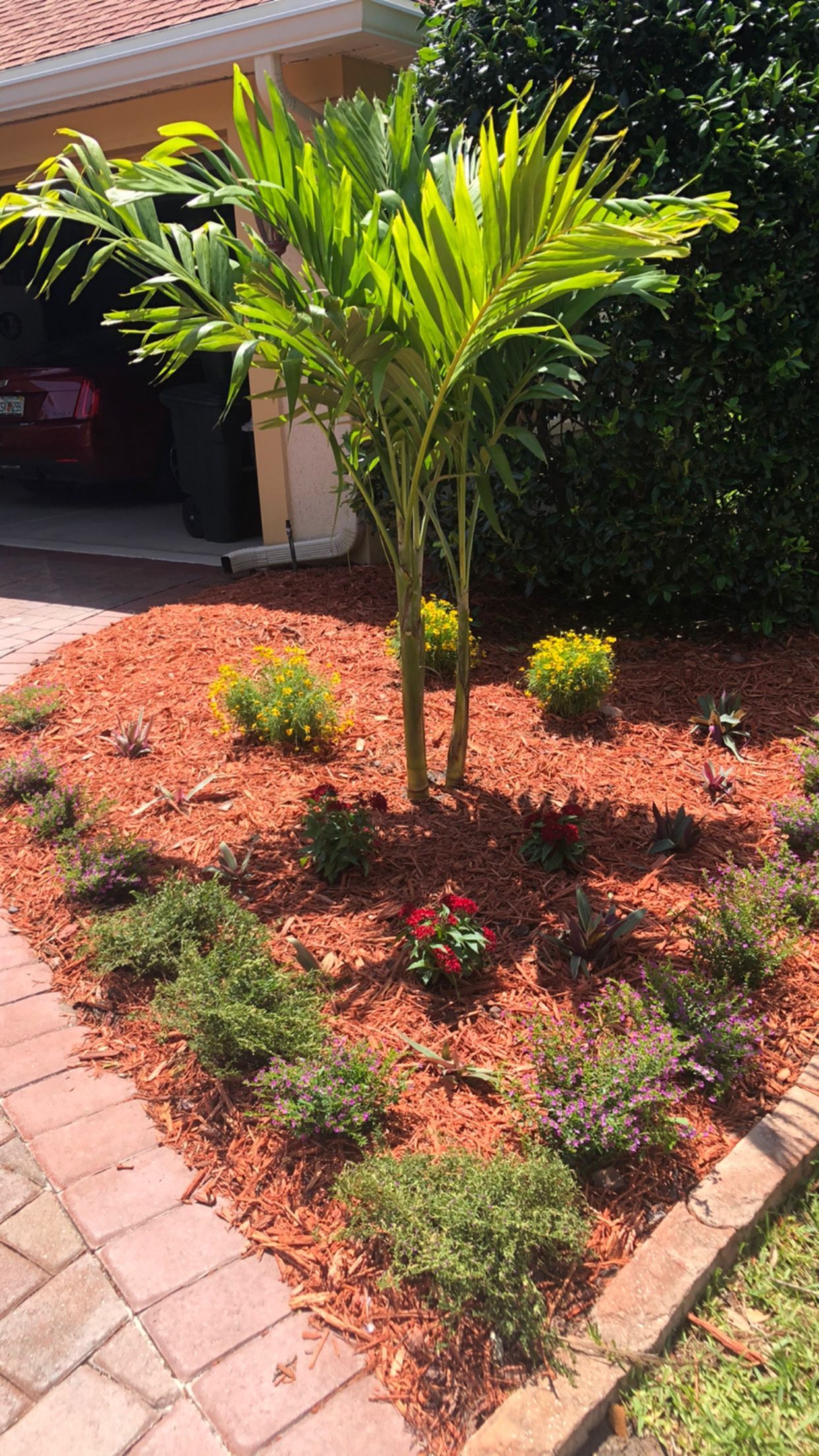 There is a palm tree in the middle of the garden.