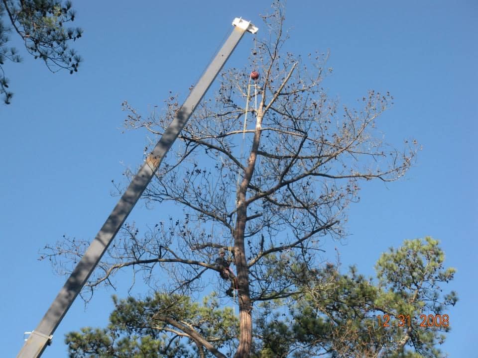 How Do You Cut Down a Big Tree? | Timberline Expert Tree Service