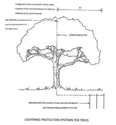 Lightning Rod system for trees