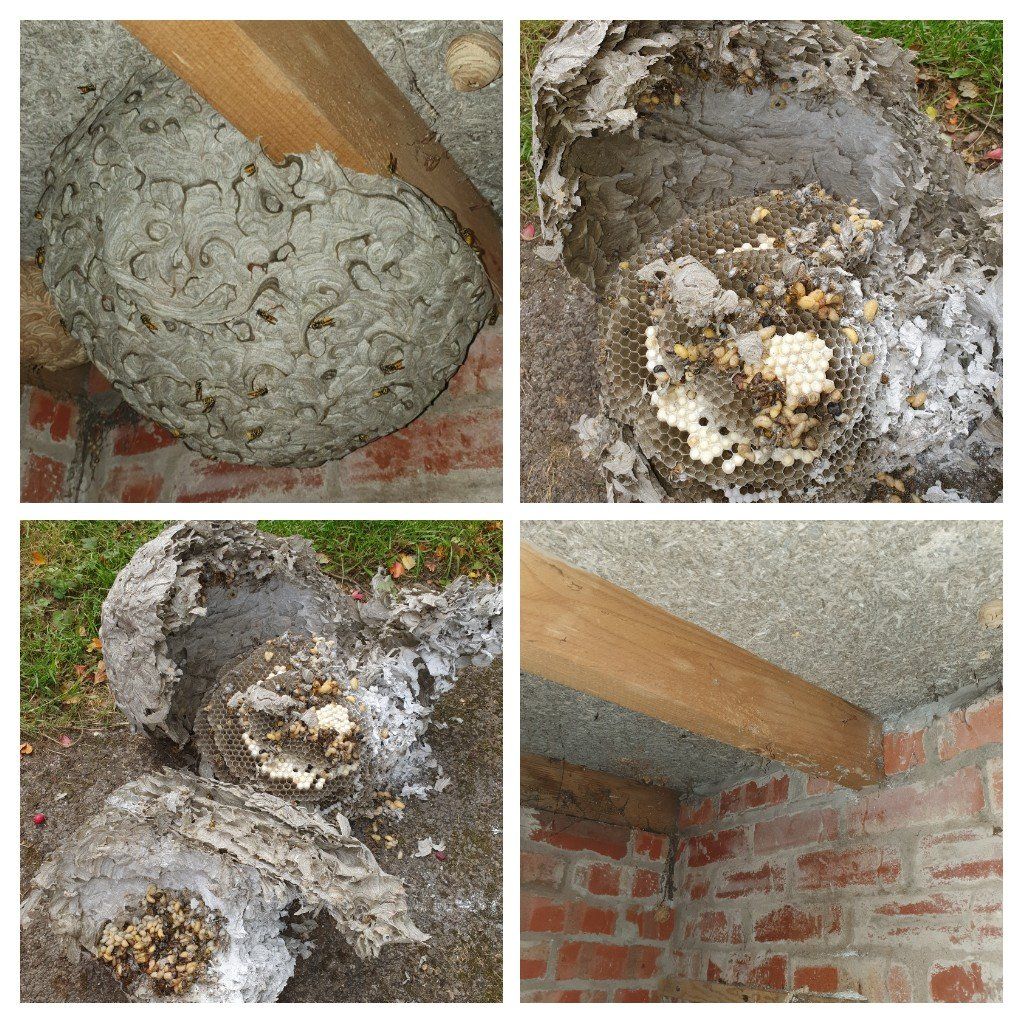 wasp nest removed and cheeky look inside