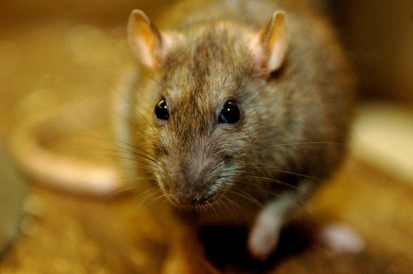 Agricultural Pest Control