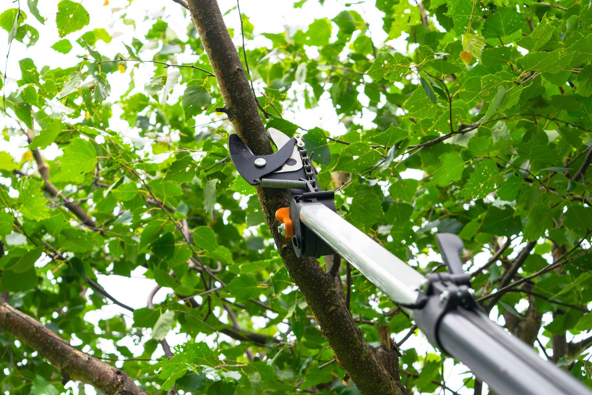 Pruning shears on a long pole cutting a tree branch amid green leaves