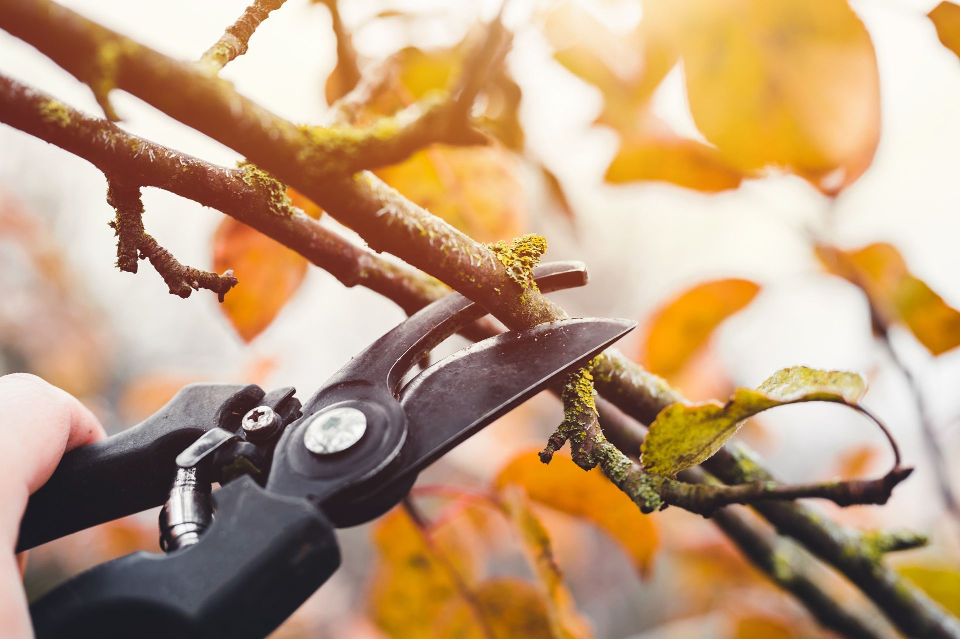 Pruning shears cutting a tree branch with orange leaves in warm sunlight