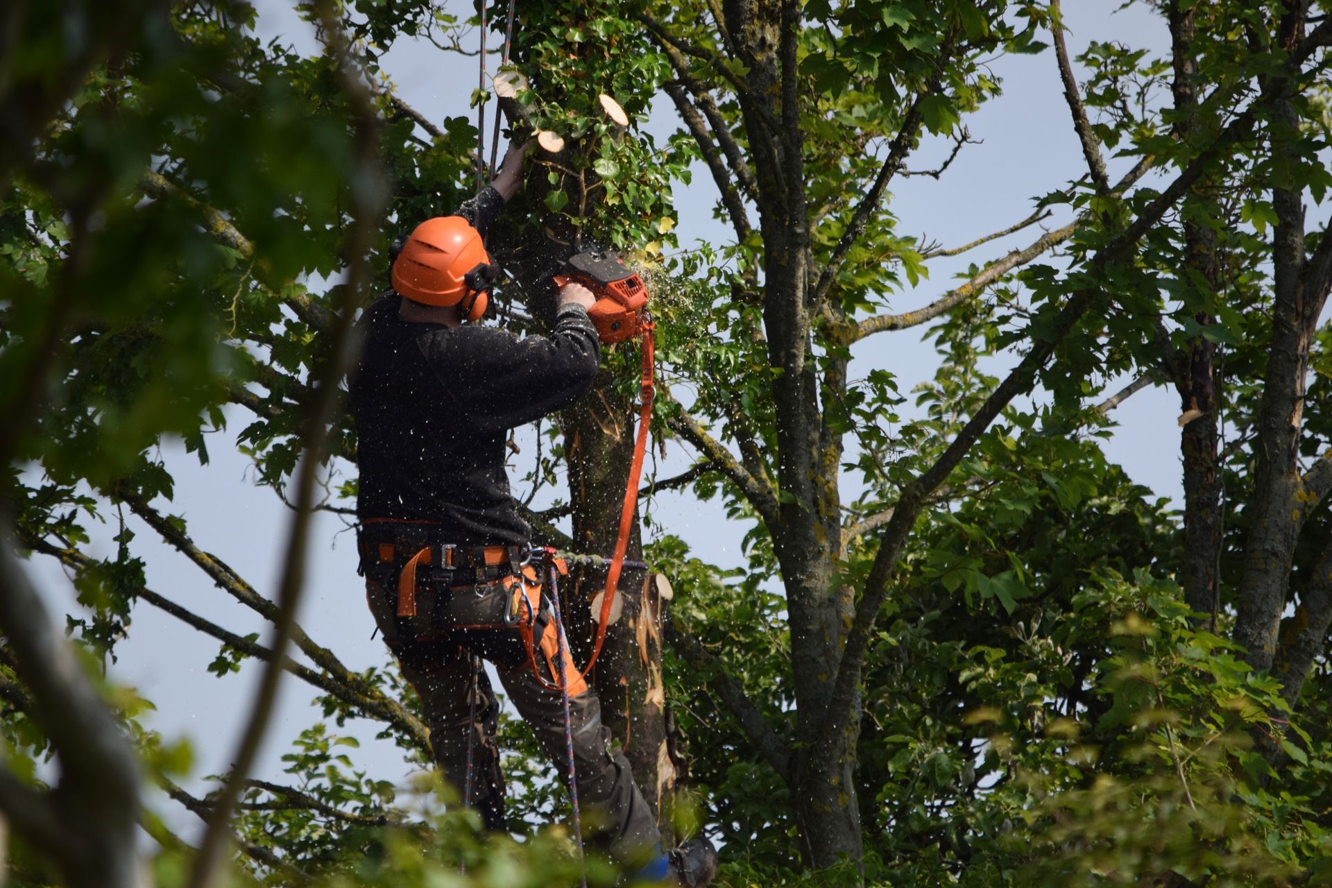 Arborist in orange helmet using a rope saw to trim a tree among dense green branches