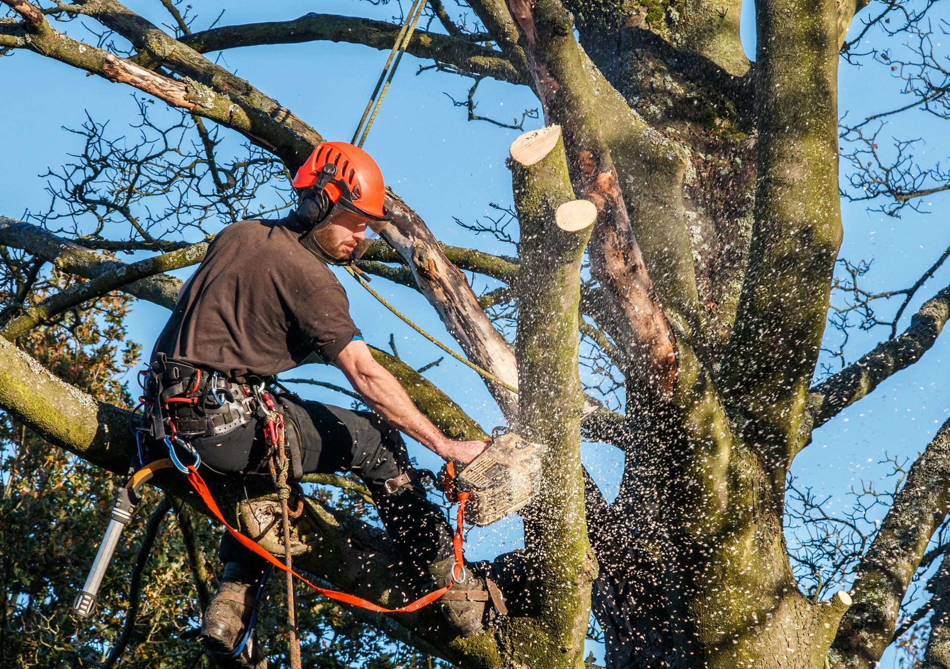 Tree surgeon in an orange helmet cuts branches from a large tree with a chainsaw.