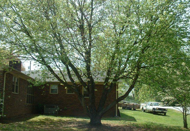 Tree on backyard - Tree Removal in Greenville, SC