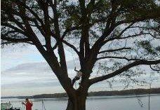 Man on tree - Tree Removal in Greenville, SC