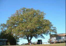 Big tree - Tree Removal in Greenville, SC