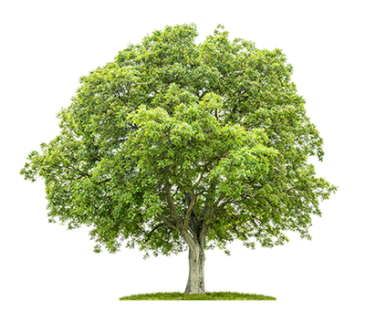 Oak Tree - Tree Service in Greenville, SC
