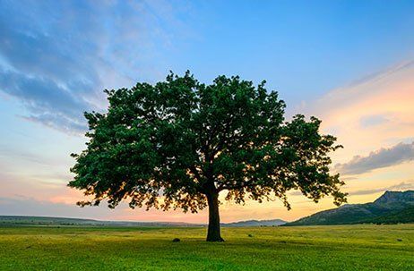 Tree in the sun set - Tree Service in Greenville, SC