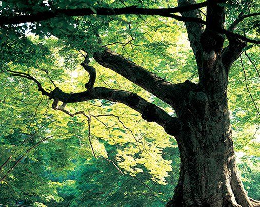 Tree on side - Tree Trimming in Greenville, SC