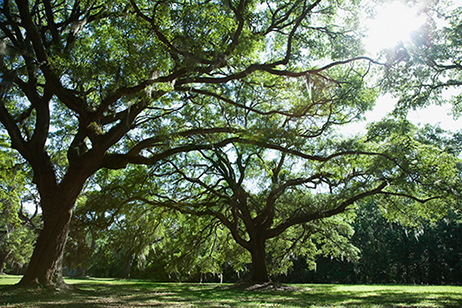 Tree on backyard - Tree Trimming in Greenville, SC