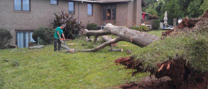 Man cutting tree - Tree Removal in Greenville, SC