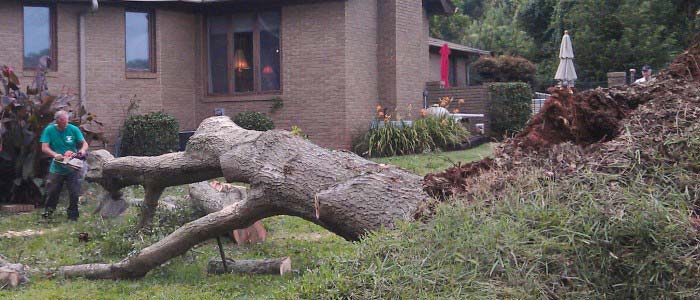 Man cutting tree 2 - Tree Removal in Greenville, SC