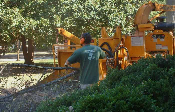 Man cutting trees with Equipment - Tree Removal in Greenville, SC