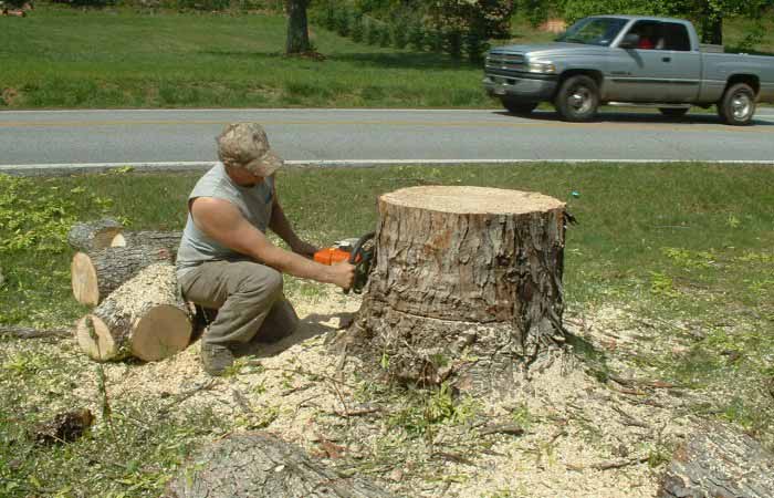 Man cutting stump - Tree Removal in Greenville, SC