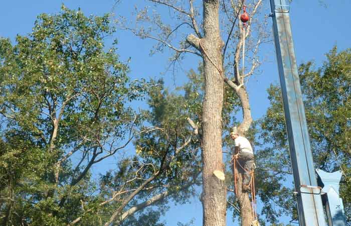 Man Climbing on tree - Tree Removal in Greenville, SC