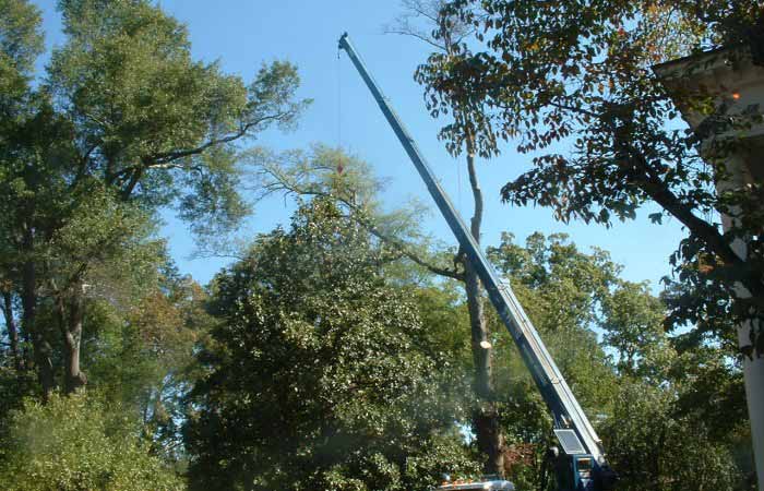 Trees with crane - Tree Removal in Greenville, SC