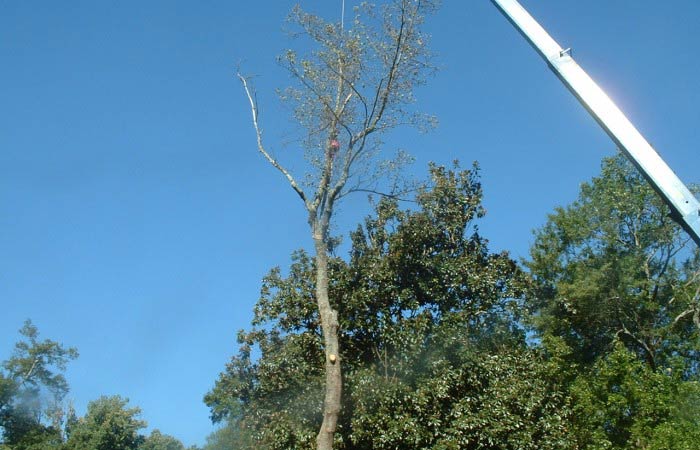 Trees with crane 2 - Tree Removal in Greenville, SC