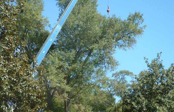 Trees with crane 3 - Tree Removal in Greenville, SC