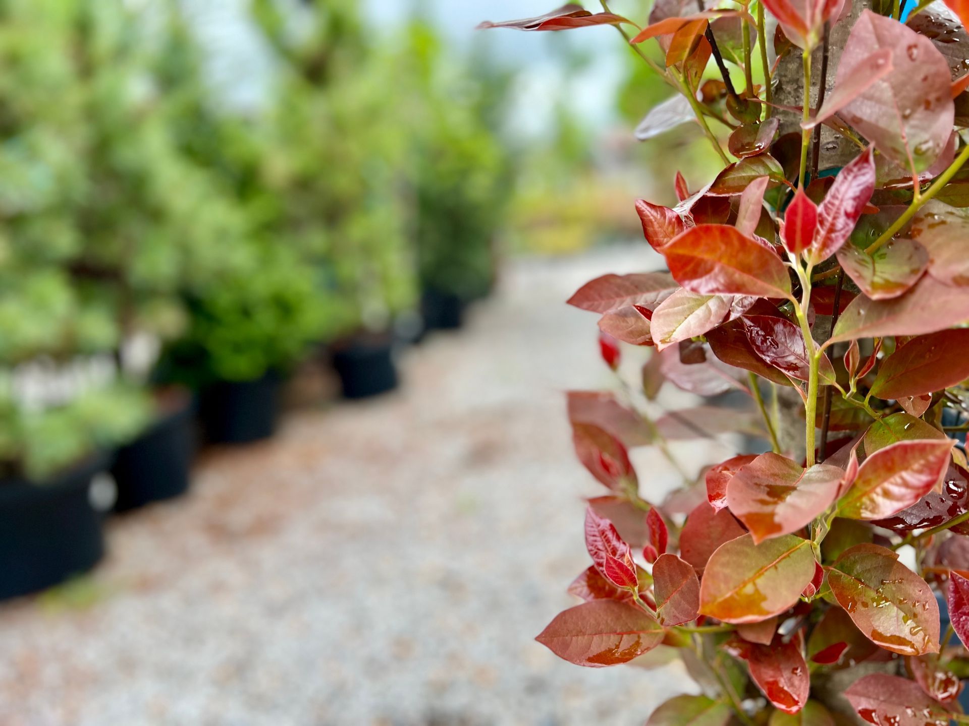 A close up of a plant with red leaves in a garden.