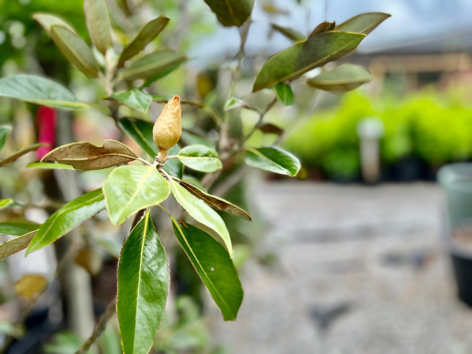 A close up of a plant with leaves and a bud on it.