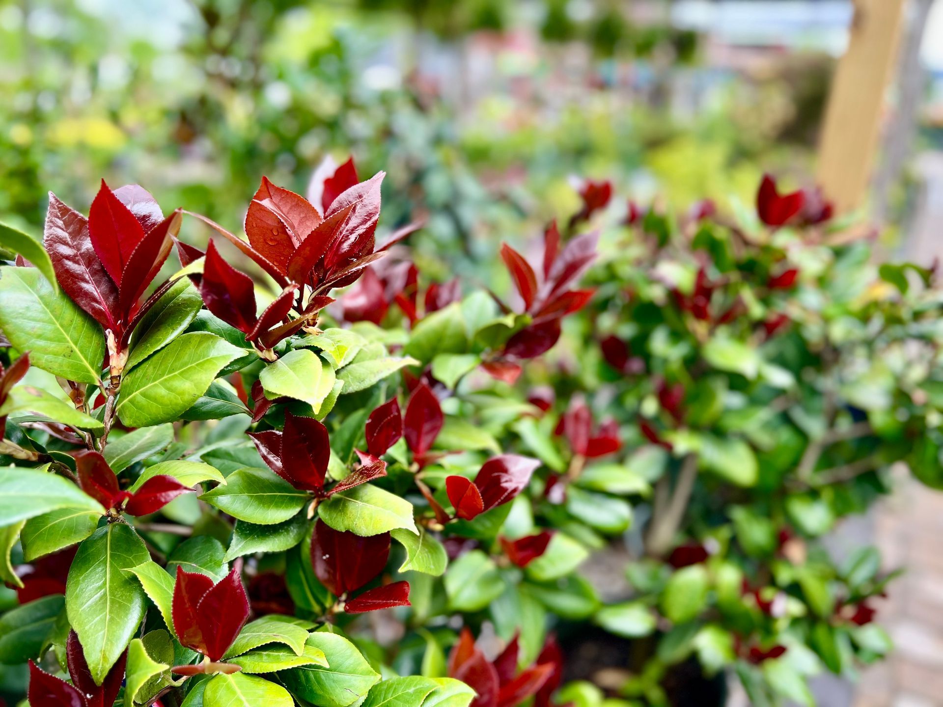 A close up of a bush with red leaves and green leaves.