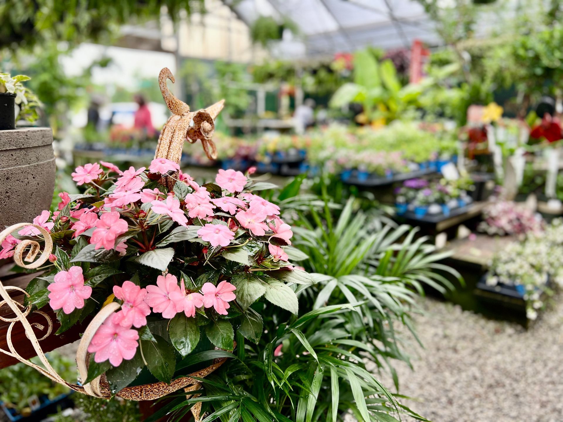 A hanging basket filled with pink flowers in a greenhouse.