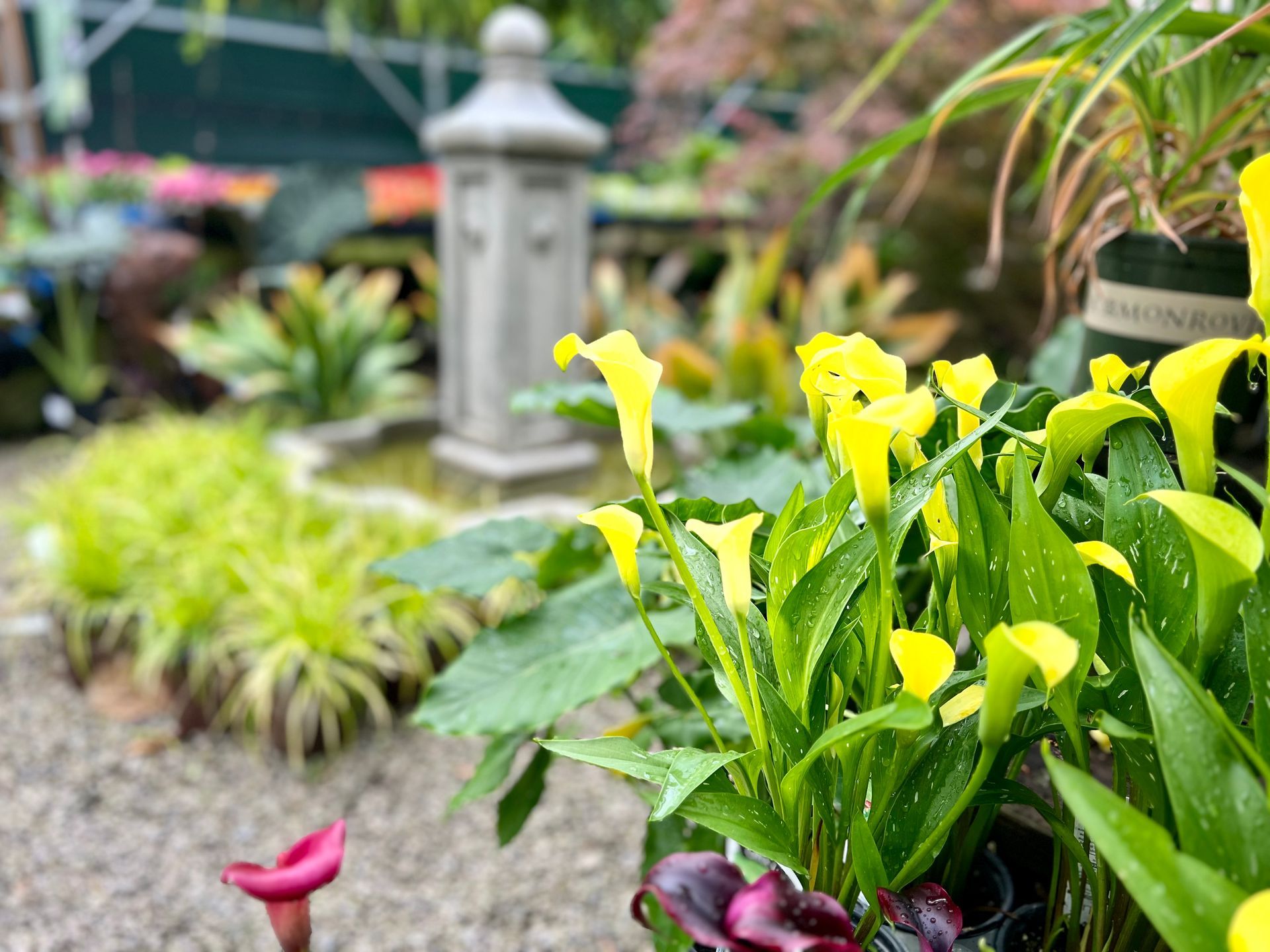 A bunch of yellow flowers are growing in a garden.