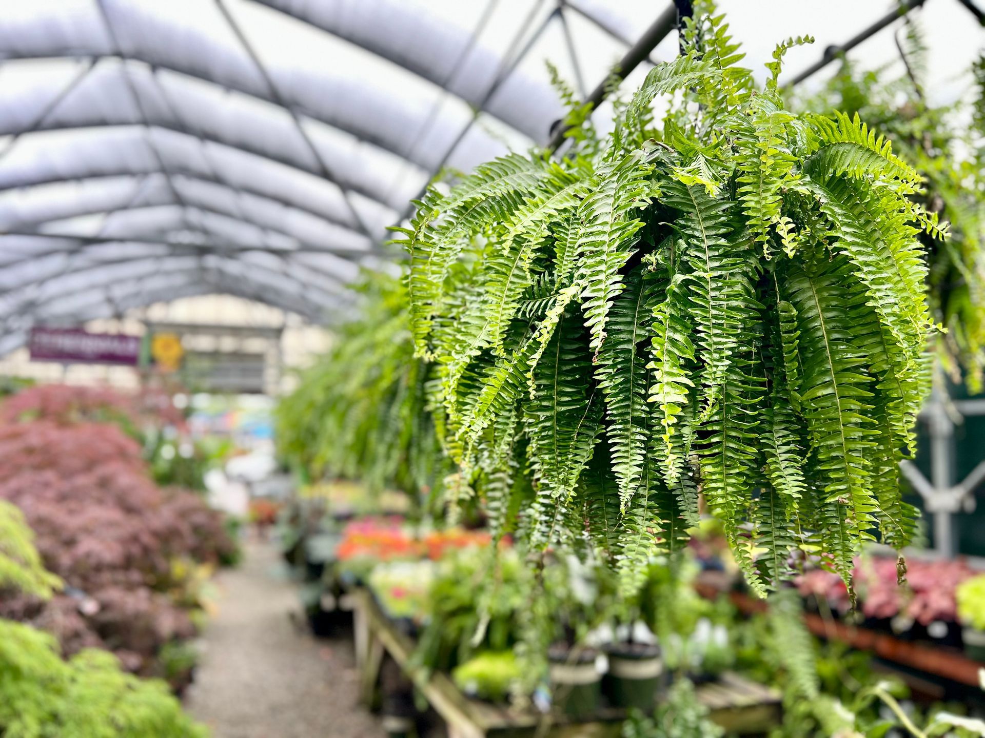 A fern is hanging from the ceiling of a greenhouse.