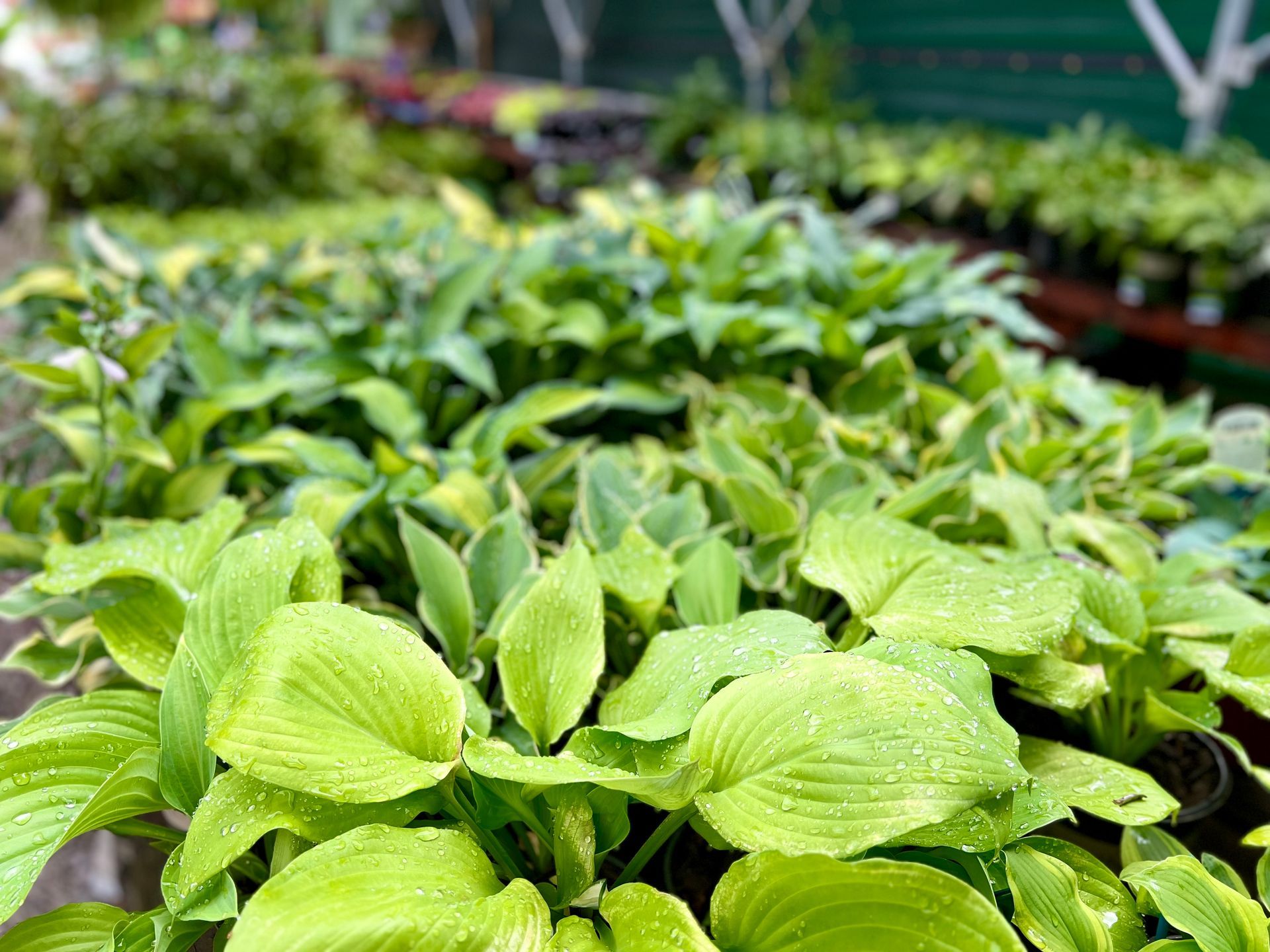 A bunch of green plants are growing in a greenhouse.
