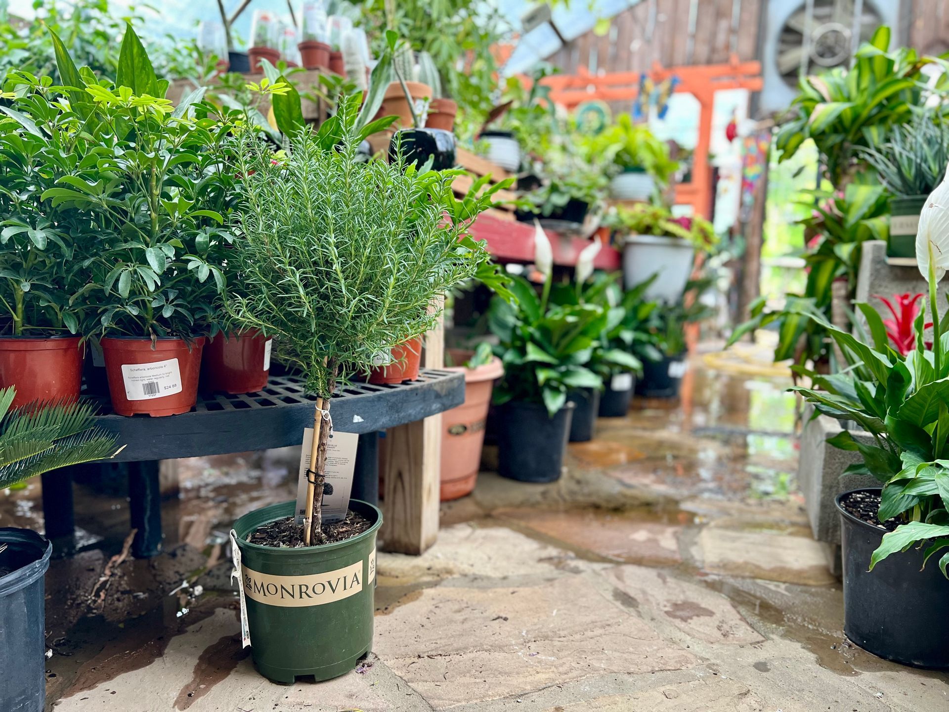 A greenhouse filled with lots of potted plants and flowers.