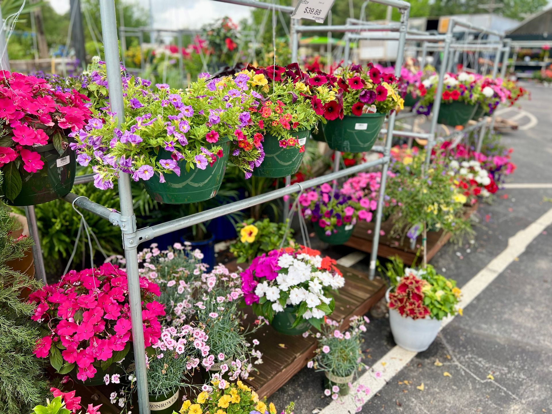 A bunch of potted flowers are sitting on a shelf in a parking lot.