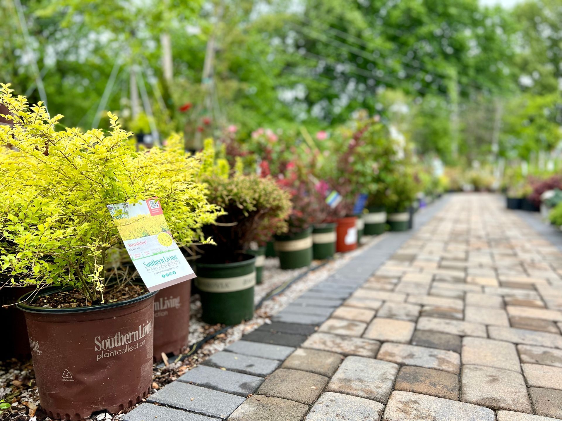 A row of potted plants are lined up on a brick walkway.