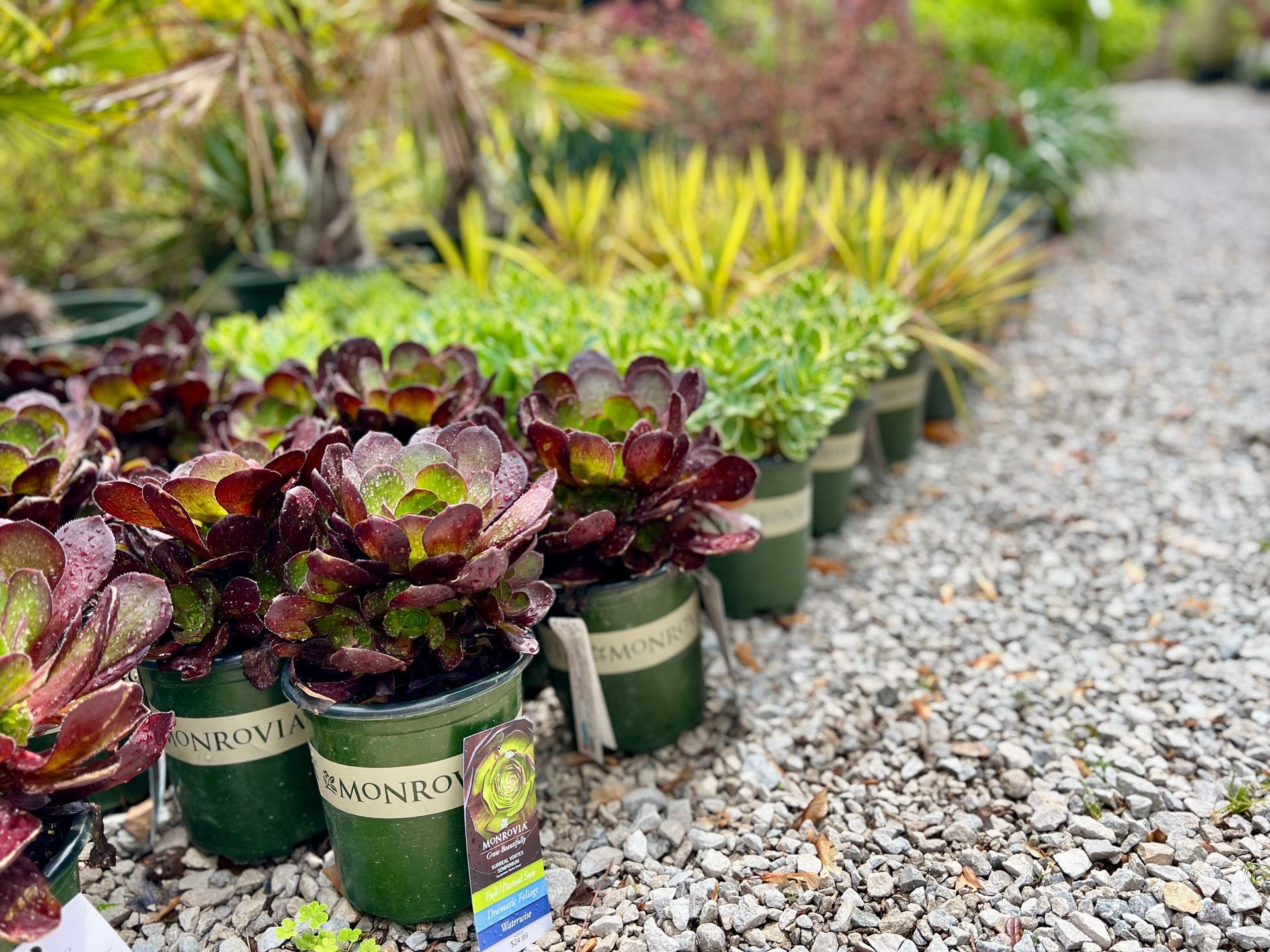 A bunch of potted plants are sitting on the ground in a garden.