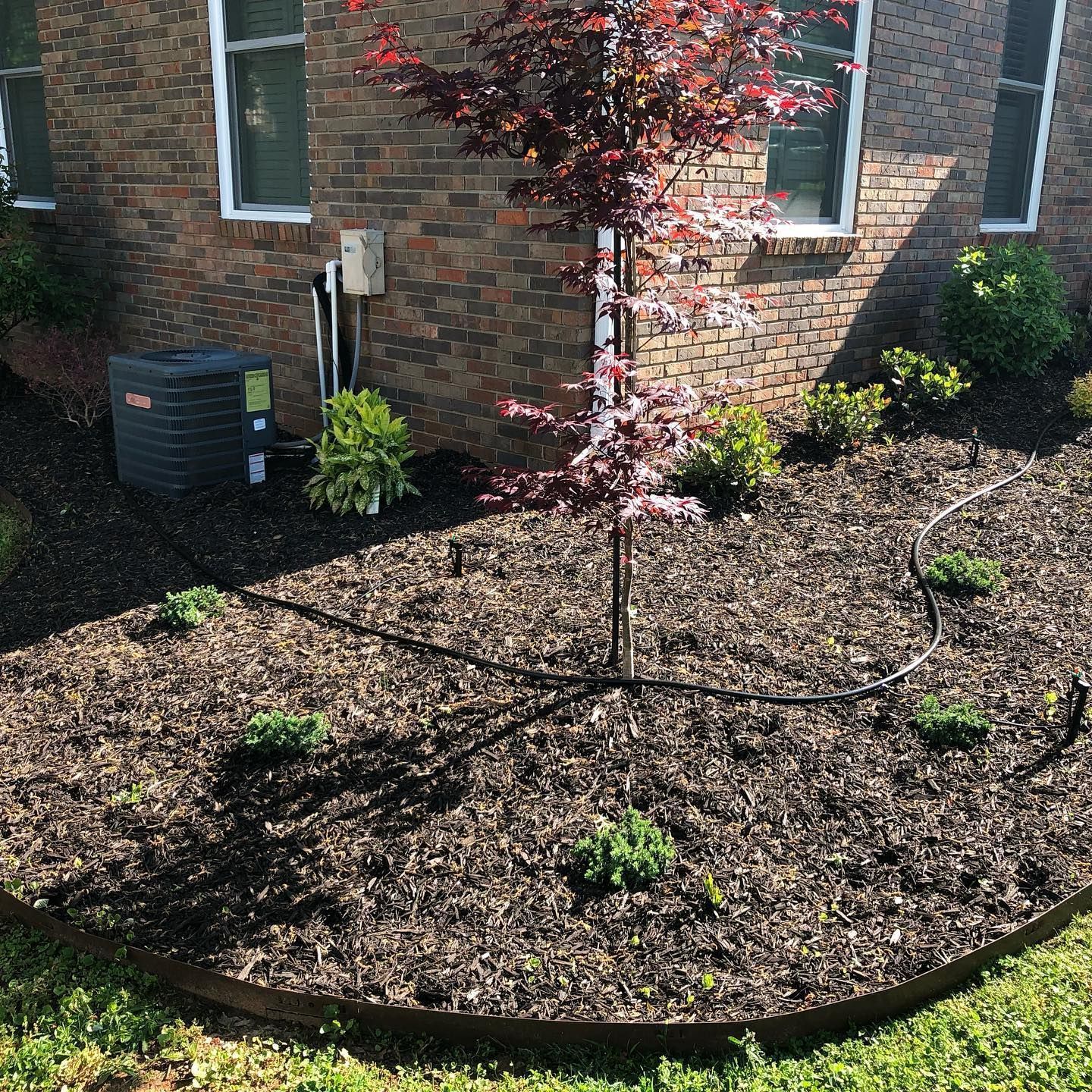 There is a tree in the middle of a garden in front of a brick house.