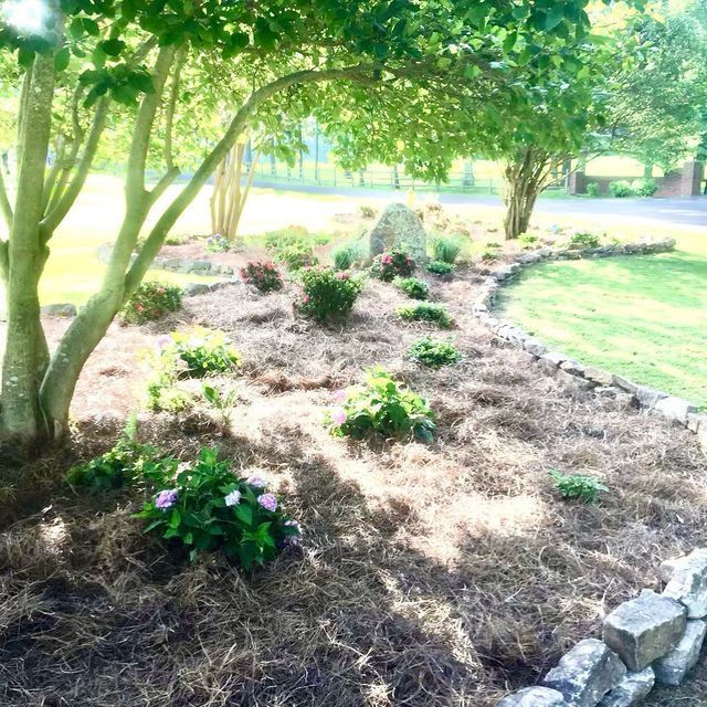 A garden filled with lots of plants and trees.