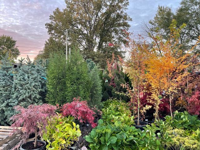 A bunch of potted plants are sitting on top of a wooden pallet in a garden.