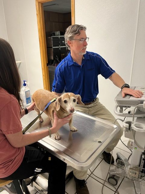 Veterinarian examines a small dog on a table, another person assists in the examination room.