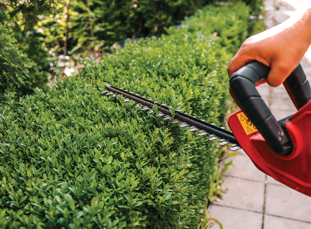 Person trimming a hedge with an electric hedge trimmer, outdoors.