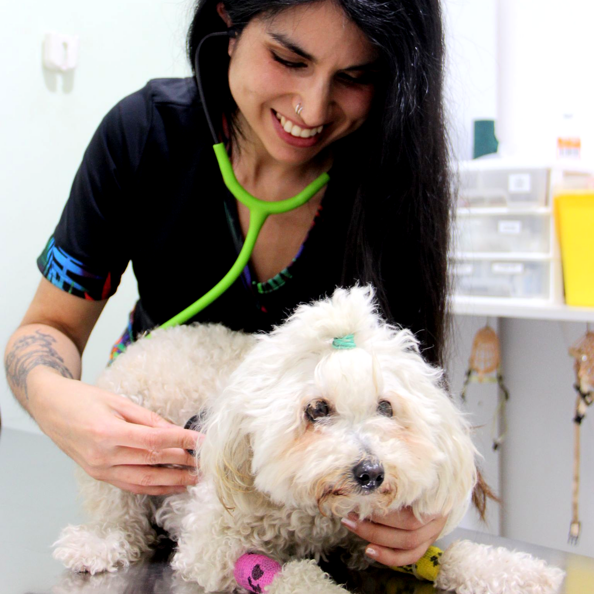 dfsdfdsf Consulta caninos y felinos. Consulta Dermatologia, Consulta Traumatologia