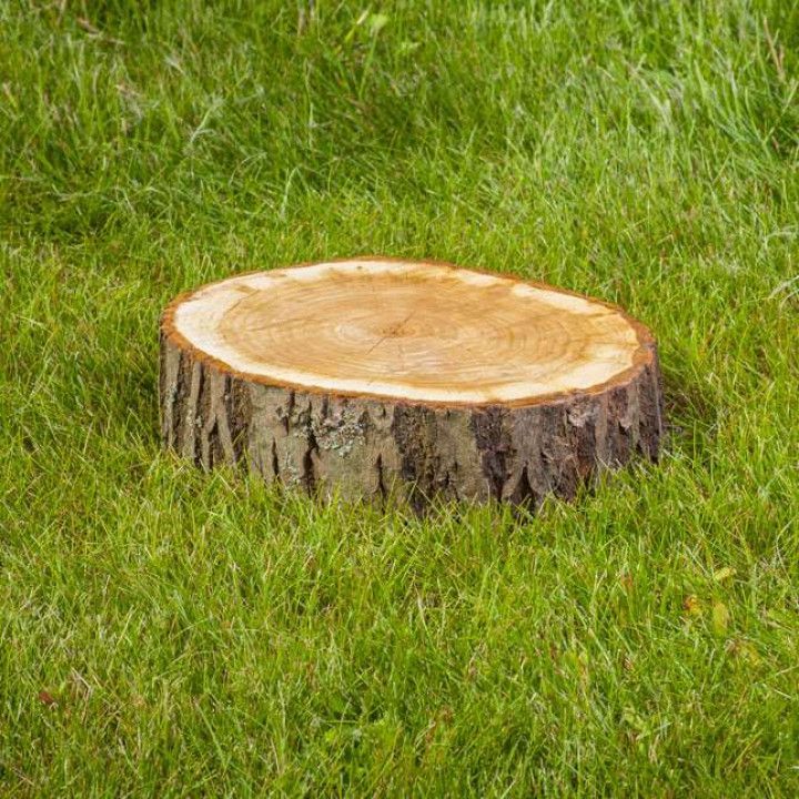 Tree stump on a bed of green grass, with visible wood rings.
