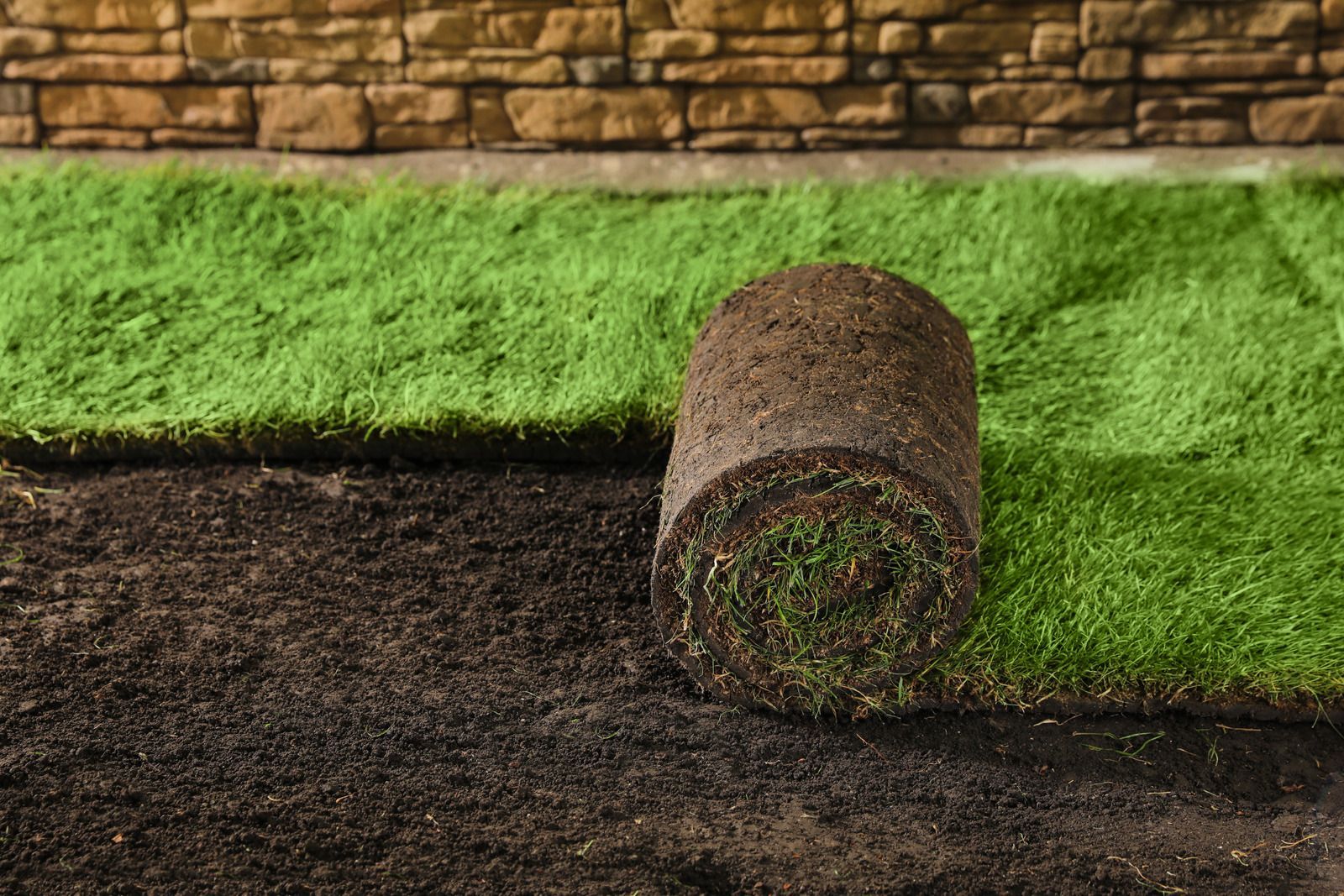 Roll of sod grass on dark soil, with a brick wall background.
