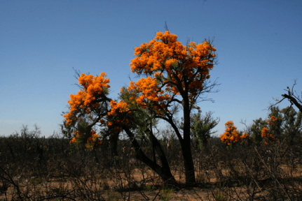 Traditional significance of Nuytsia floribunda (“moojar” or “kaanya tree”)