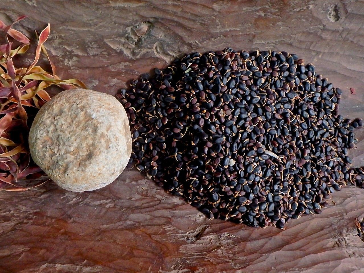 Acacia microbotrya seed “kwonert