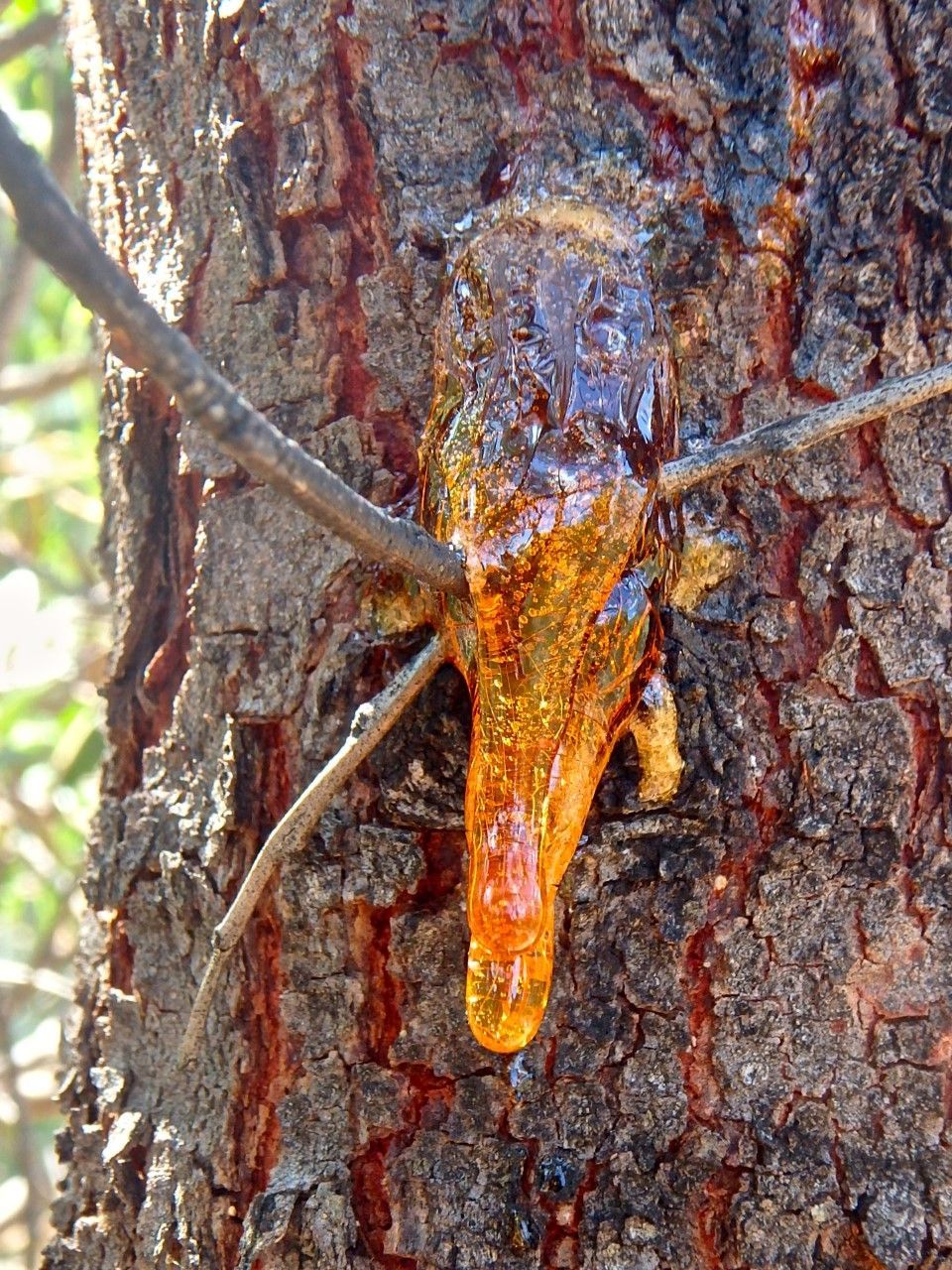 Acacia microbotrya gum “galyung”