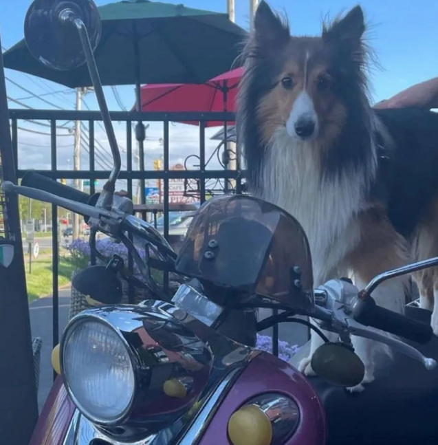 A brown and white dog standing next to a motorcycle at Mama’s Cafe Baci
